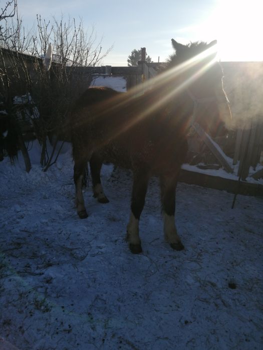 Продам кобылу полутяж 2.8года,