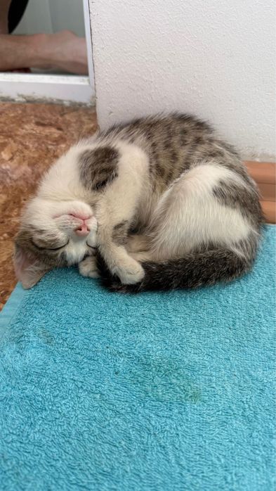 отдам котенка в добрые руки