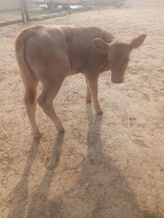 Vând  viței, schimb!