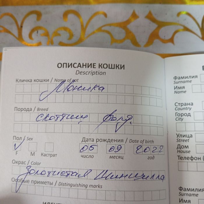 Продается кошка скоттиш фолд