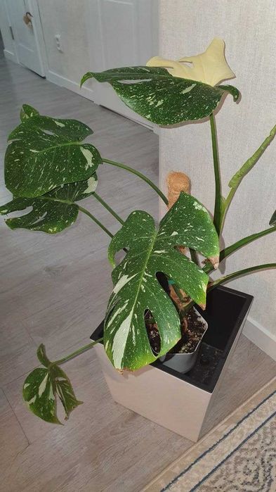 Монстера Тайское созвездие