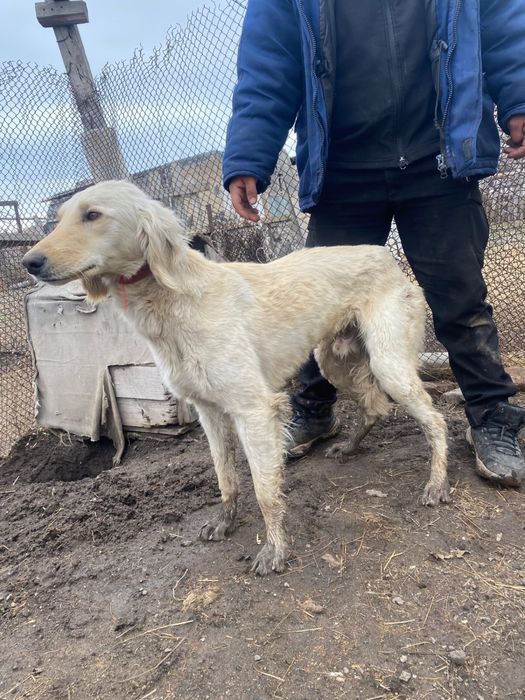 Собака құмай тазы