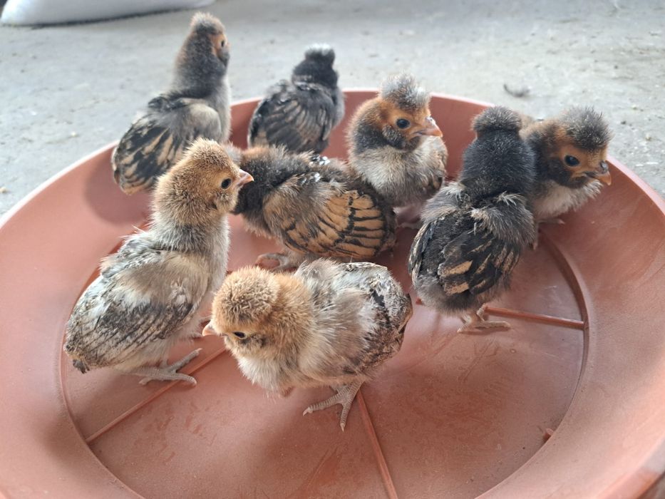 Pui de paduana, de pitica,  de gaini de tara si  din oua verzi si boboci de gasca