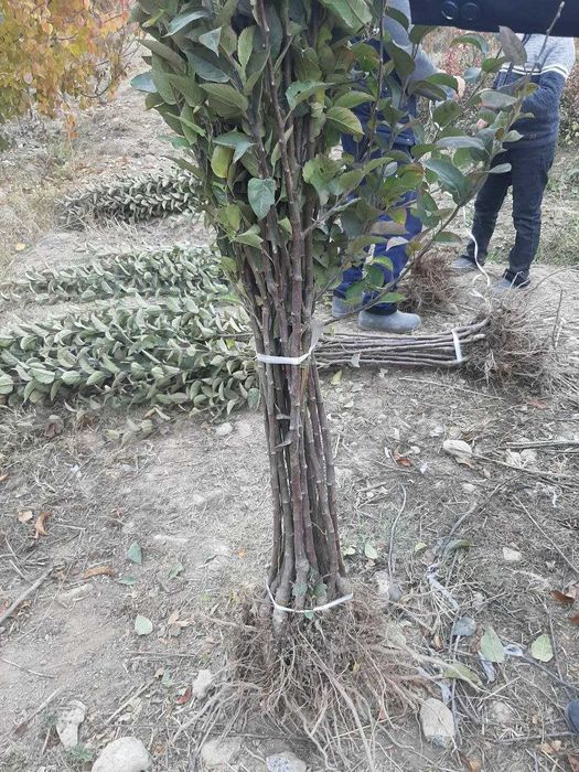 Mevali daraxt ko'chatlari Optom