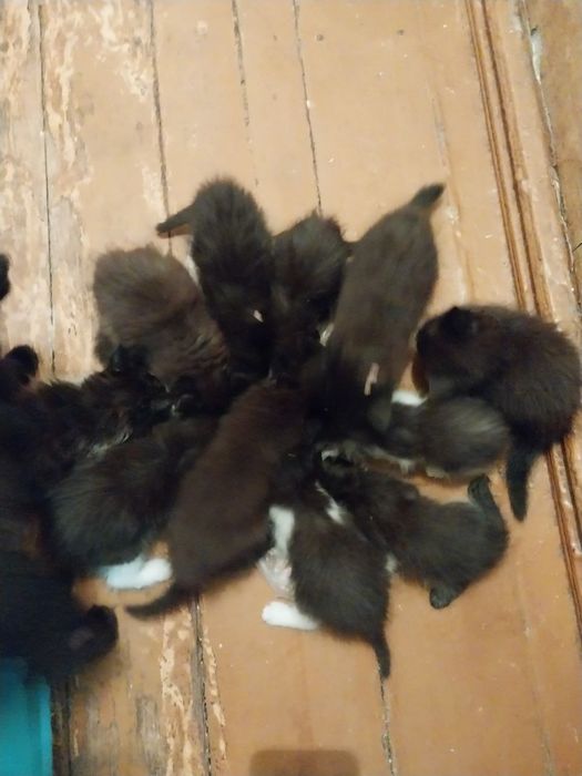 Пристраиваются котята