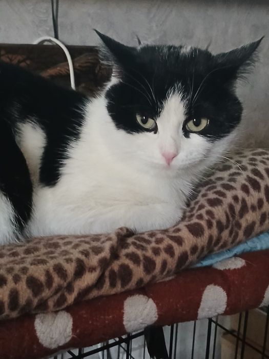 Дарю котика Кешу!