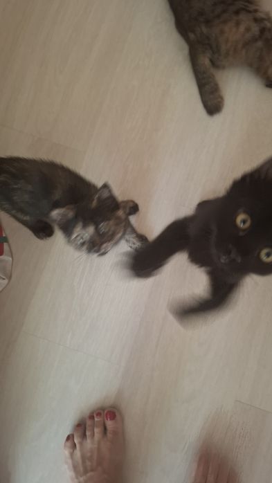 Отдам двухмесячных котят,  чёрного котёнка и кошечку