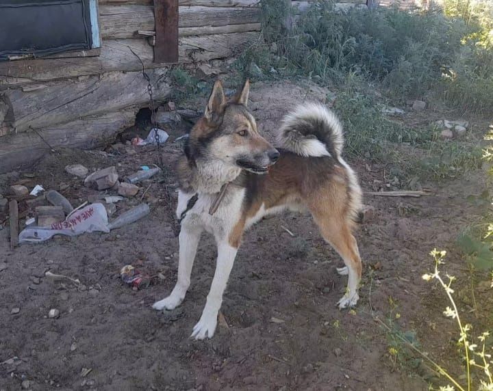 Продам  заподно сибирский лайка (кобель)