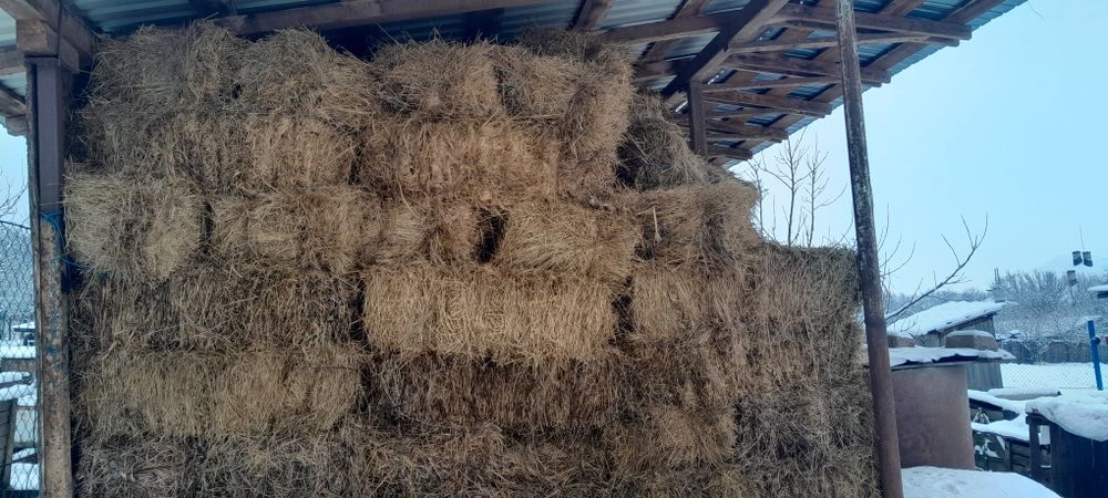 Vând baloti de lucerna