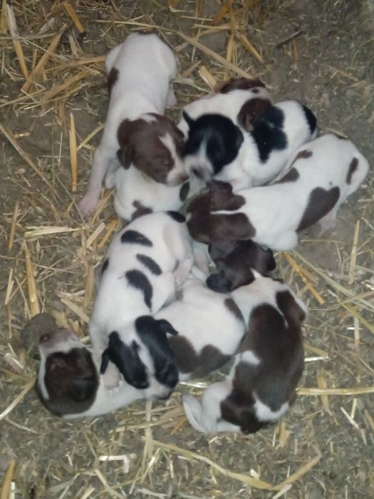 Dratxar va kurtsxar chatishgan srocna sotiladi