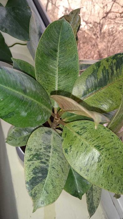 Фикус Эластика Шрайвериана или Муншайн