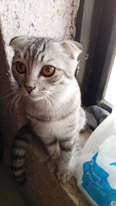 Mushuk sotoladi óģil bola