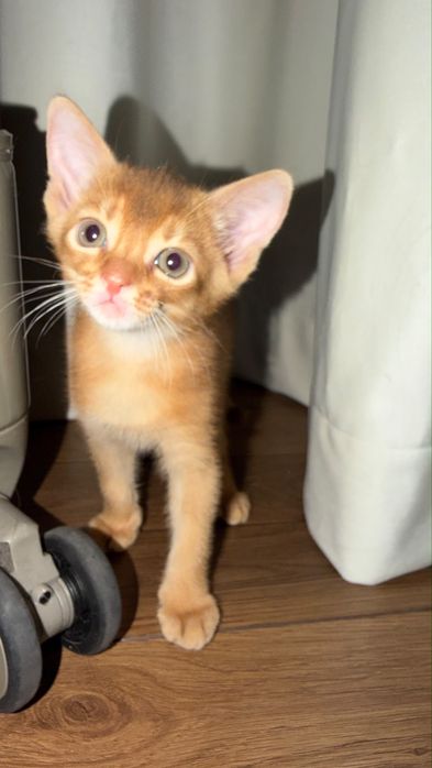 Абисинские котята