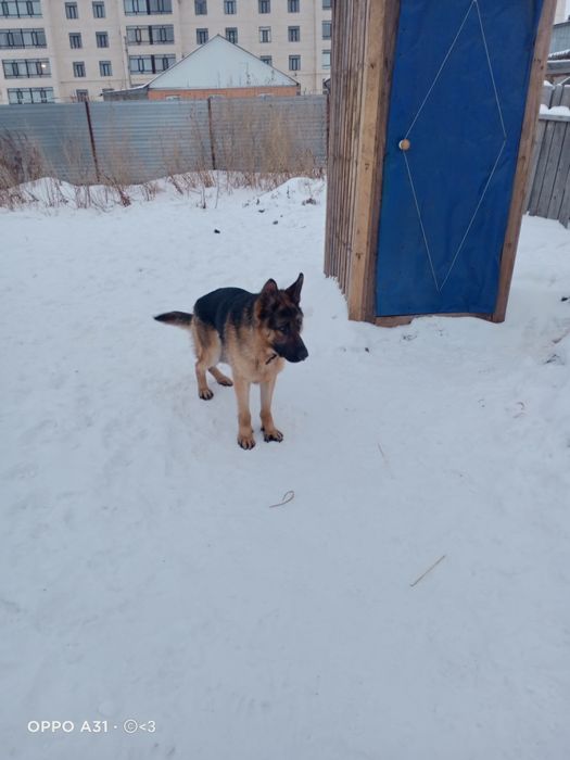 Продам немецкую овчарку