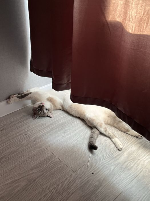 Вязка: Кот Блю-табби-пойнт