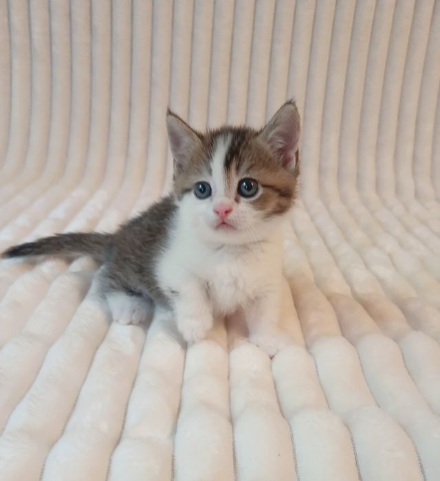 Продается котенок, Манчкин, мальчик