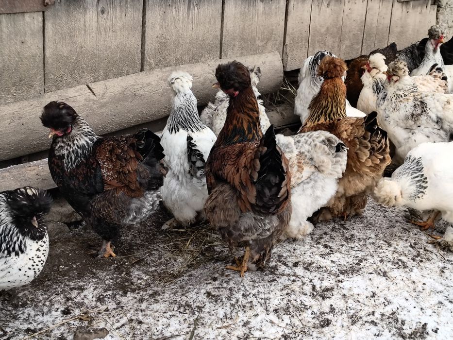 Ouă pentru incubat, găini moțate și bărboase.gainile sunt vaccinate.