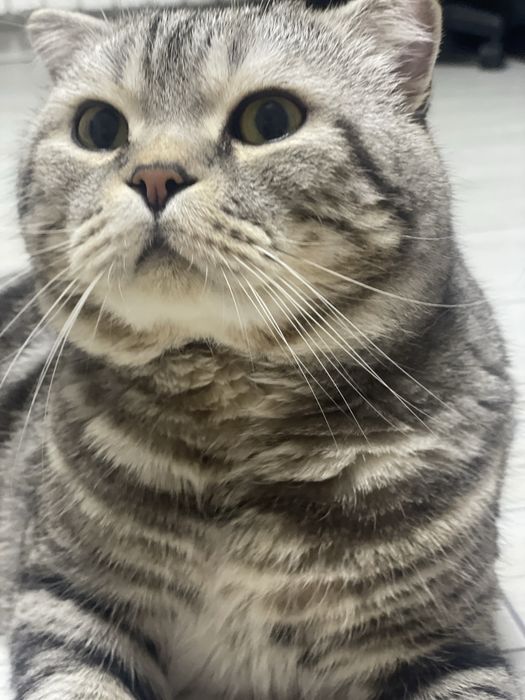 Продается вислоухий кот