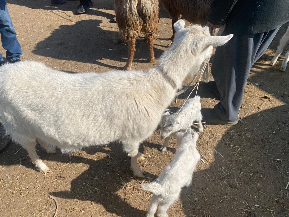 Ешкі сатамын Тұрар ауылы