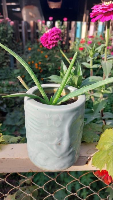 Продам алоэ комнатное растение