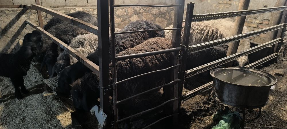 Кучкор, куйлар сотилади