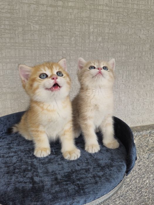 Британские котята