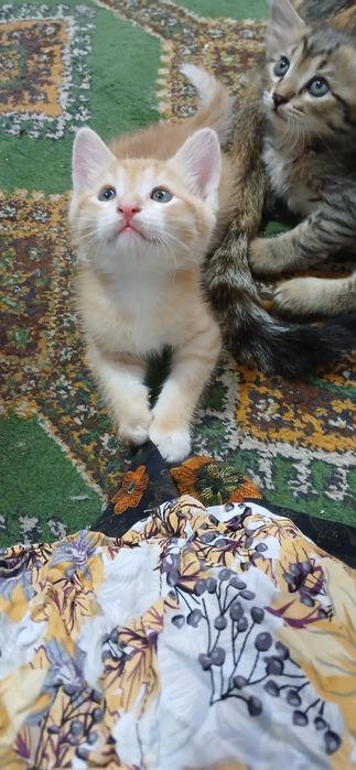 Сарик угил мушукча