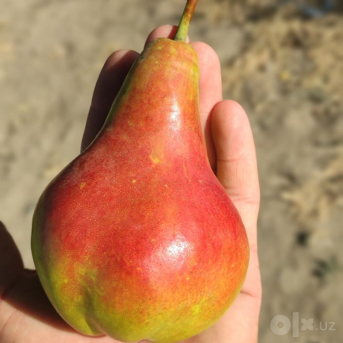 Богдорчилик ва кучатлар