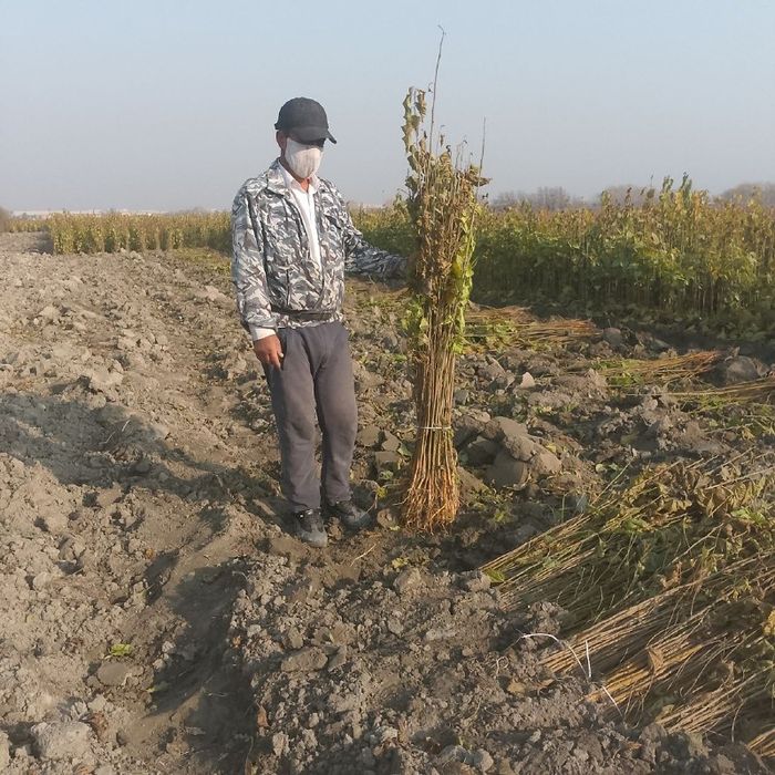 Mevali kuchatlar, Мевали кучатлар