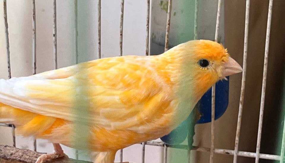 Продам самку канарейки жёлтого окраса