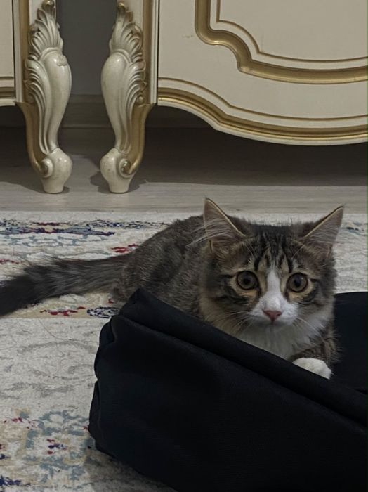 В добрые руки отдам котенка