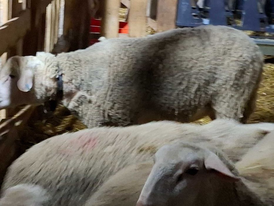 Продавам Овен Лакон