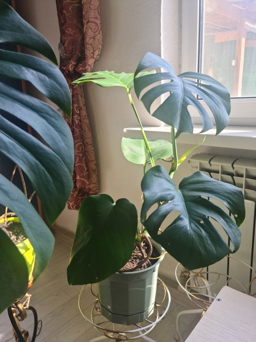 Цветок Монстера , продам