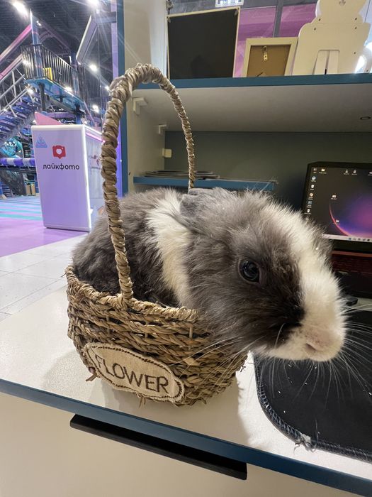 Декоративные кролики