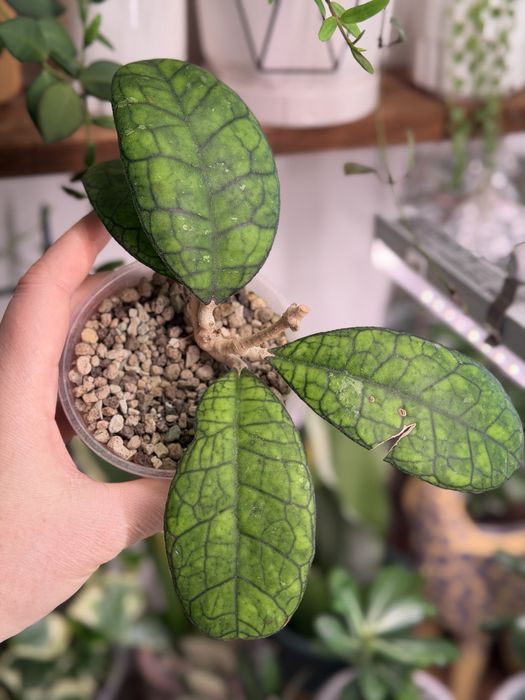 Комнатные цветы пррдам