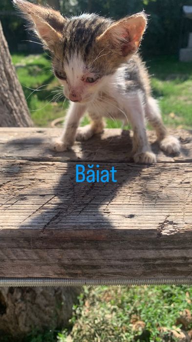 Pisici pentru adoptie