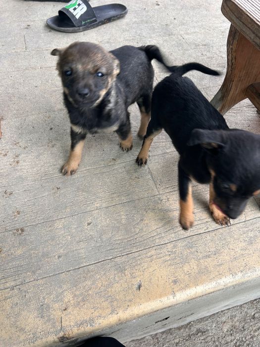 Кучета на 50 дни мъжки и женски смесица между пинчер и чихуахуа