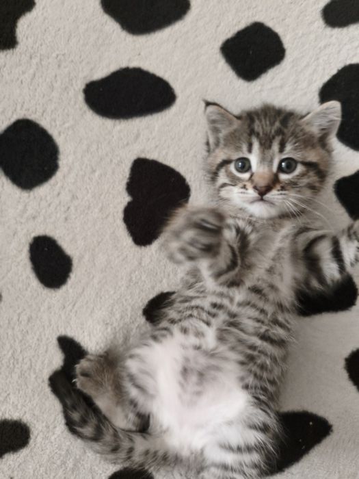 Котята в хорошие руки