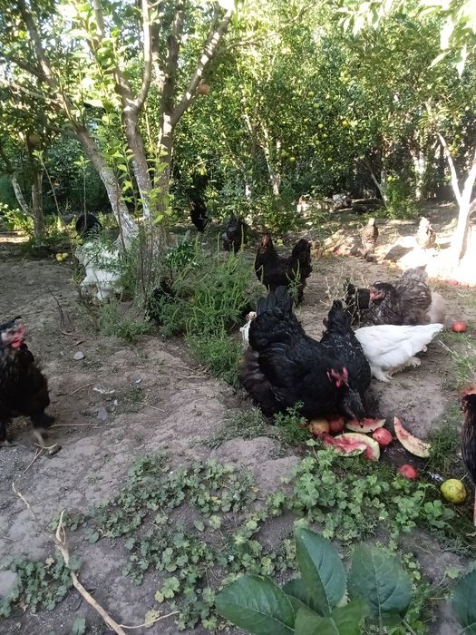 Продам кур породы брама