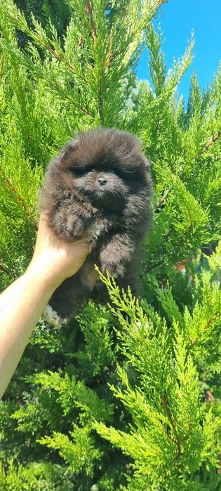 Померанче померанче
