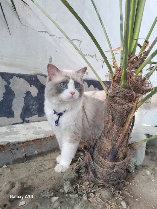 Продаётся Регдолл кот