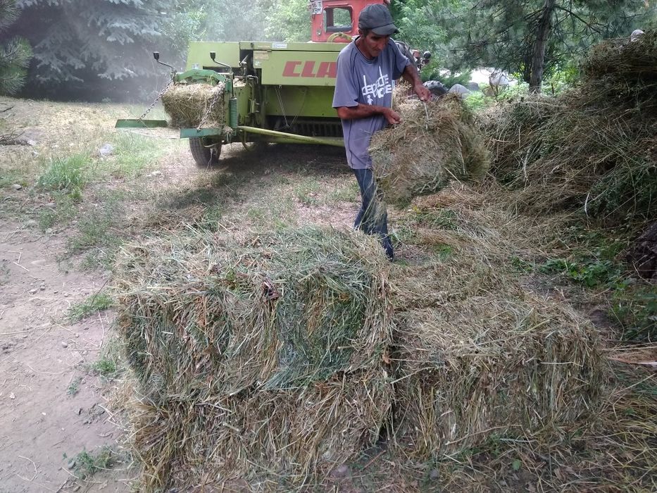 Продам сено в тюках.