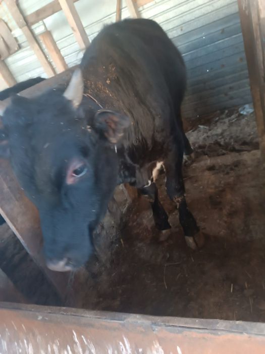 Бычки по  600000 тенге