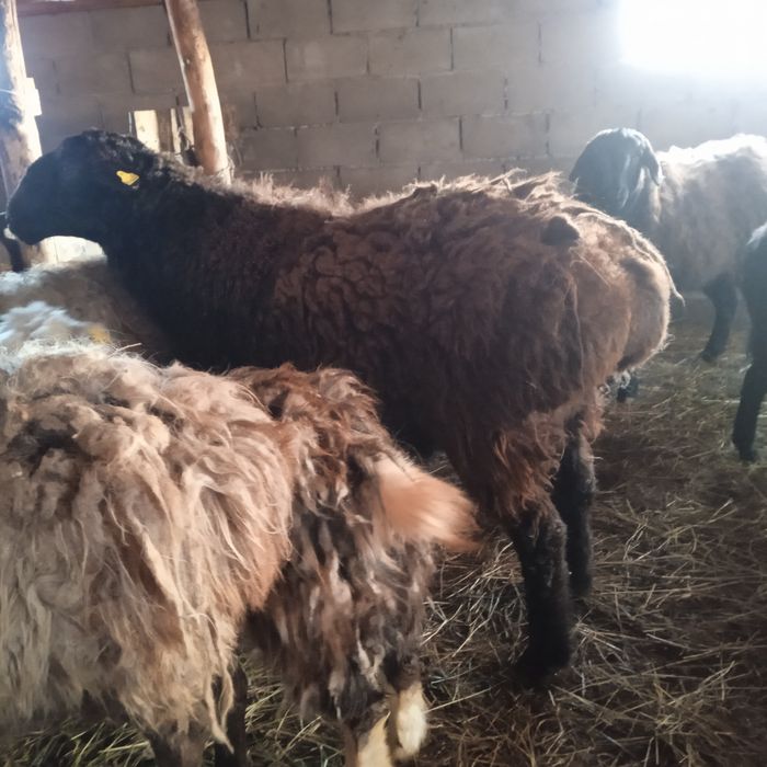 Продам кошкара на племя