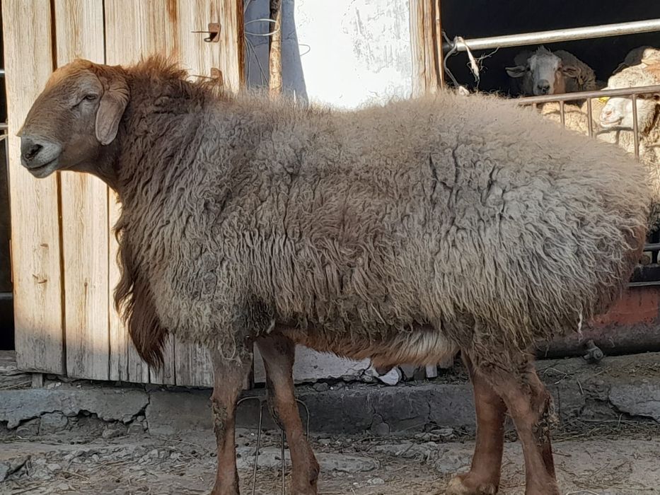 Продам  барана кошкар