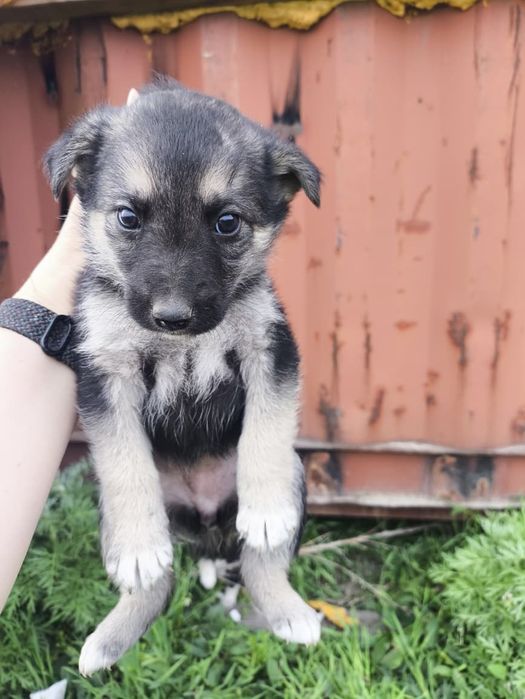 отдадим щенков в хорошие руки