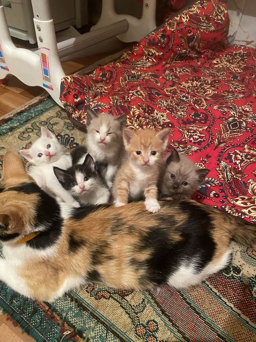 Отдам даром котят