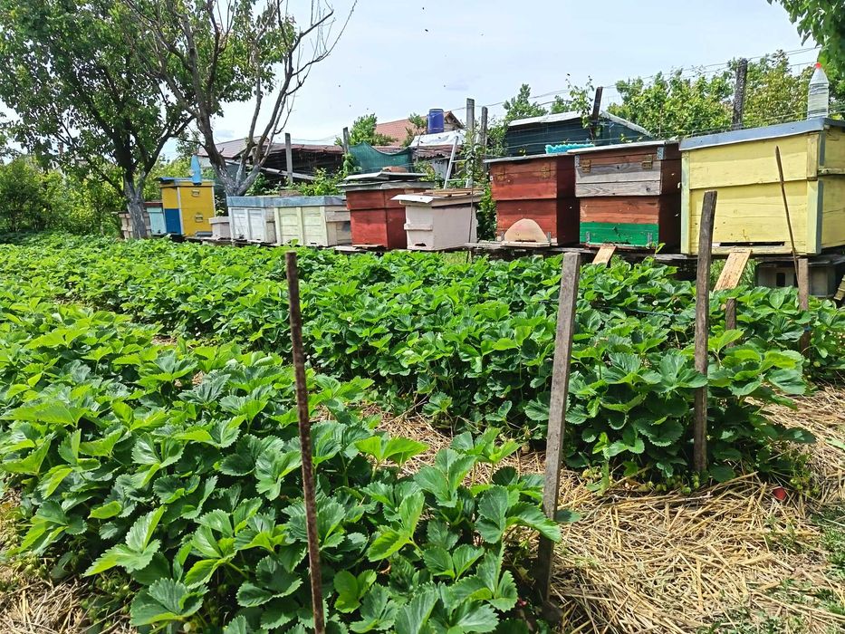 Miere naturala din productie proprie