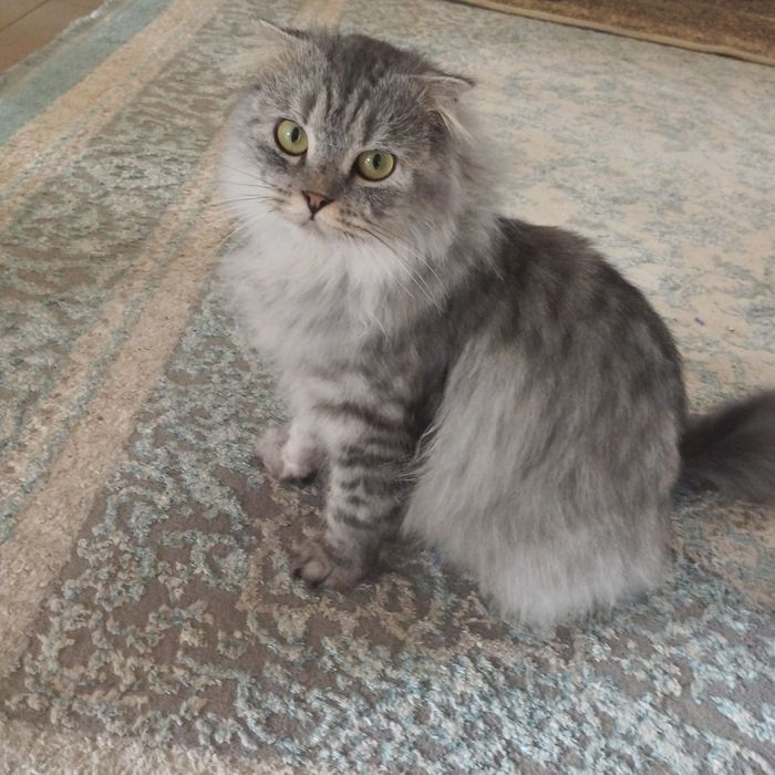 Шотландских харланд