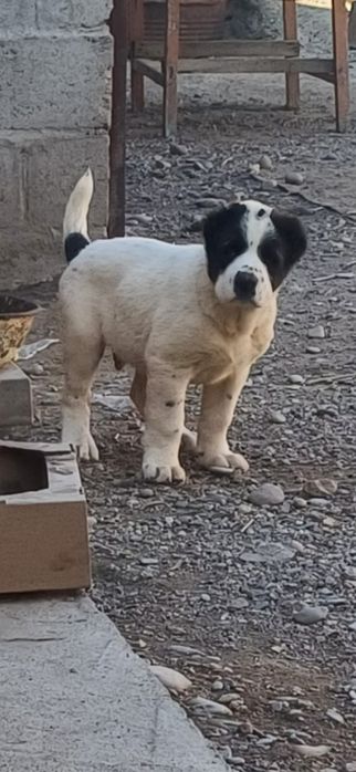 Продаются шенки алабая